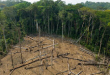 The Interconnected Nature of Forest Crime and Organized Crime: A Call for Coordinated Action