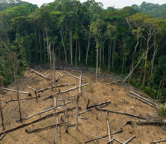 The Interconnected Nature of Forest Crime and Organized Crime: A Call for Coordinated Action