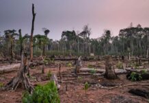 Waldkriminalität: Eine wachsende Bedrohung für Umwelt und Gesellschaft