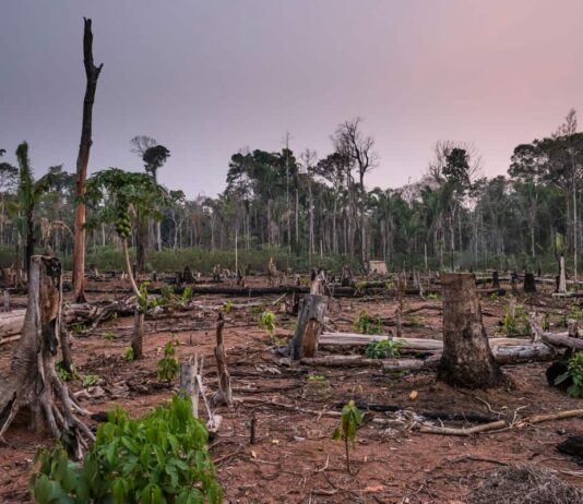 Waldkriminalität: Eine wachsende Bedrohung für Umwelt und Gesellschaft