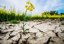 Restoring Our Land: A Call to Action for World Day to Combat Desertification and Drought 2025