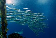 A Call to Action: The Ocean’s Vital Role and Our Responsibility