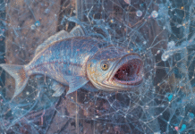 Die Bedrohung durch Cloaking: Phishing-Angriffe in der digitalen Welt