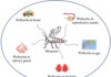 Innovative Approaches to Mosquito Control: The Graz Case Study