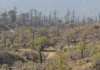 Addressing Environmental Rehabilitation in Wildfire-Affected Western Attica