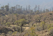 Addressing Environmental Rehabilitation in Wildfire-Affected Western Attica