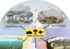 Assessing Ecosystem Resilience in Conflict Dynamics (Part 2)